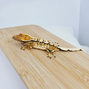 트라이