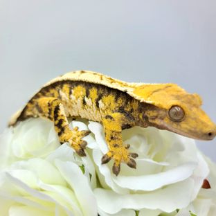 코코
