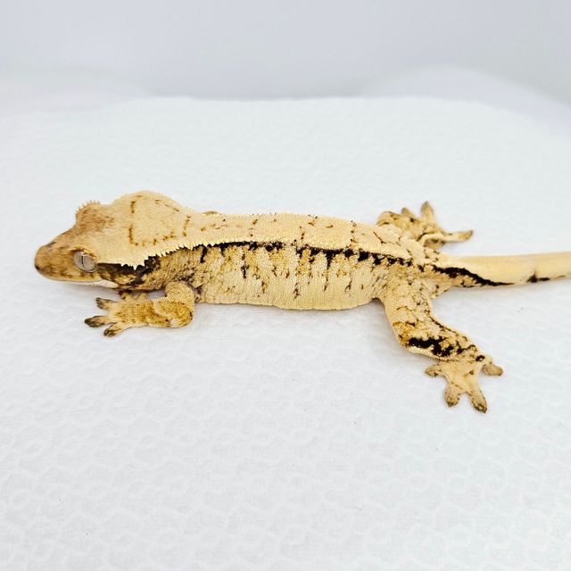 트라이