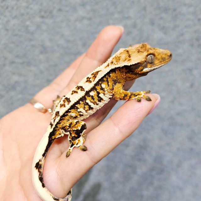 트라이