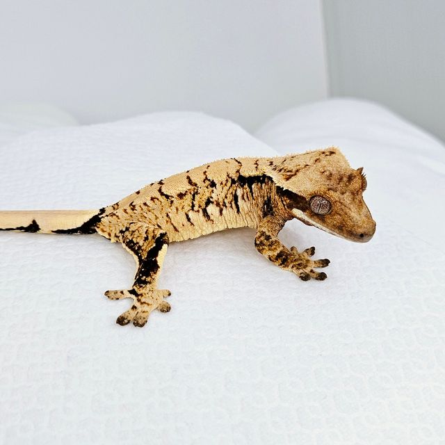 트라이