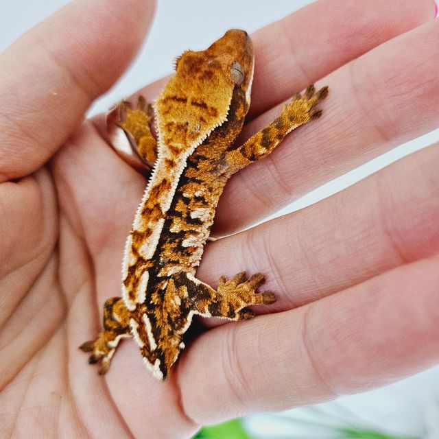 트라이