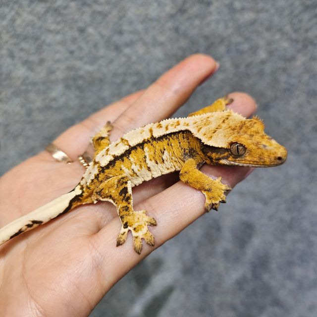 트라이