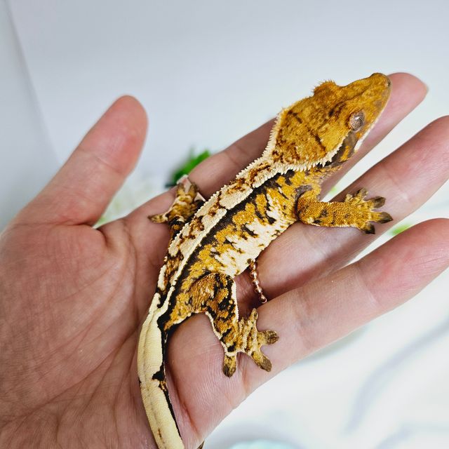 트라이