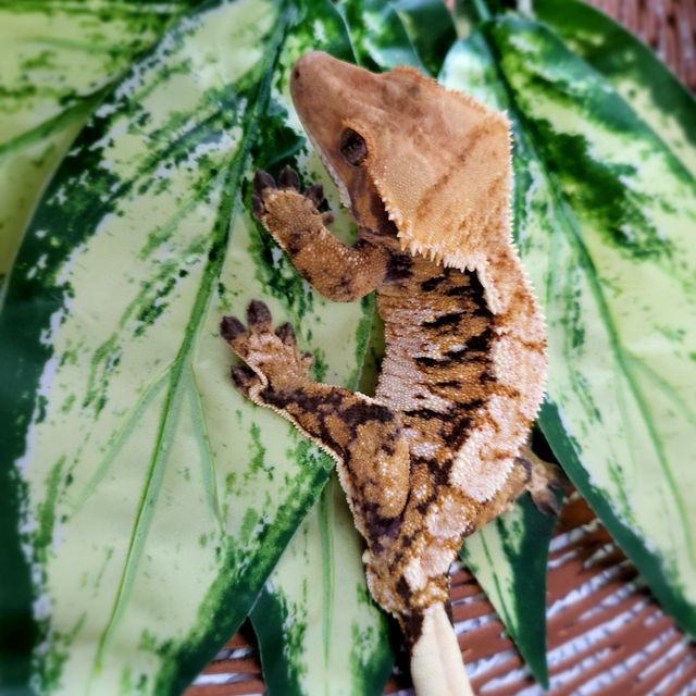 트라이 바브