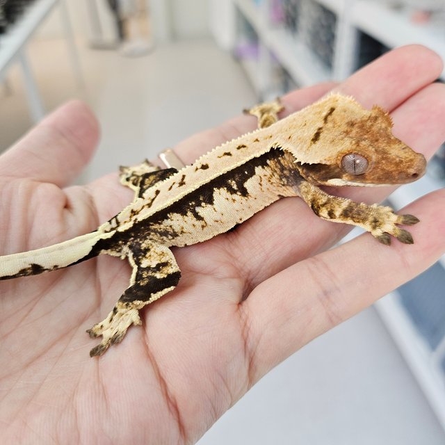 트라이