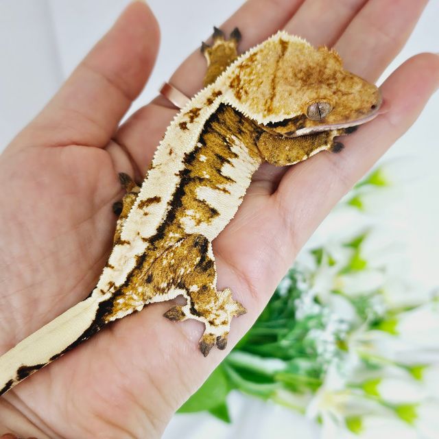 트라이