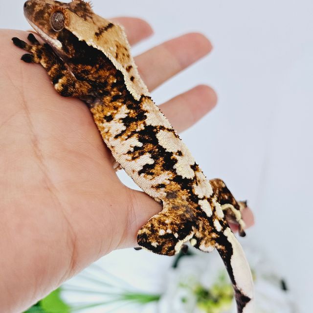 트라이
