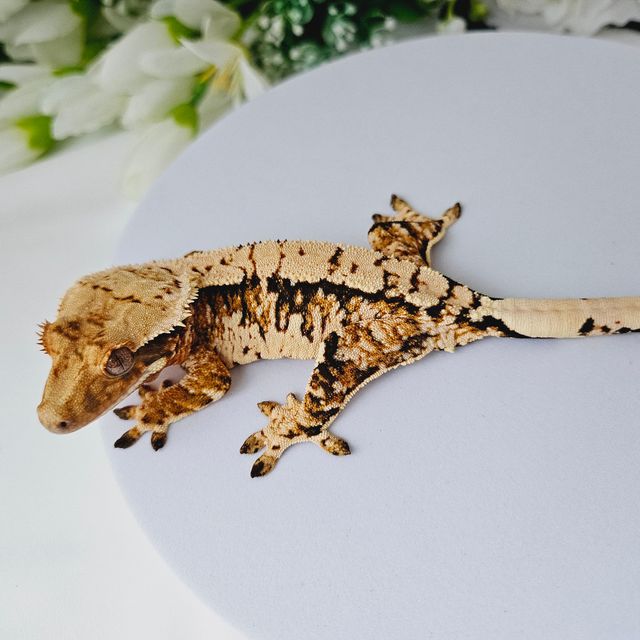 트라이