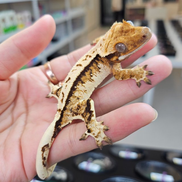 트라이