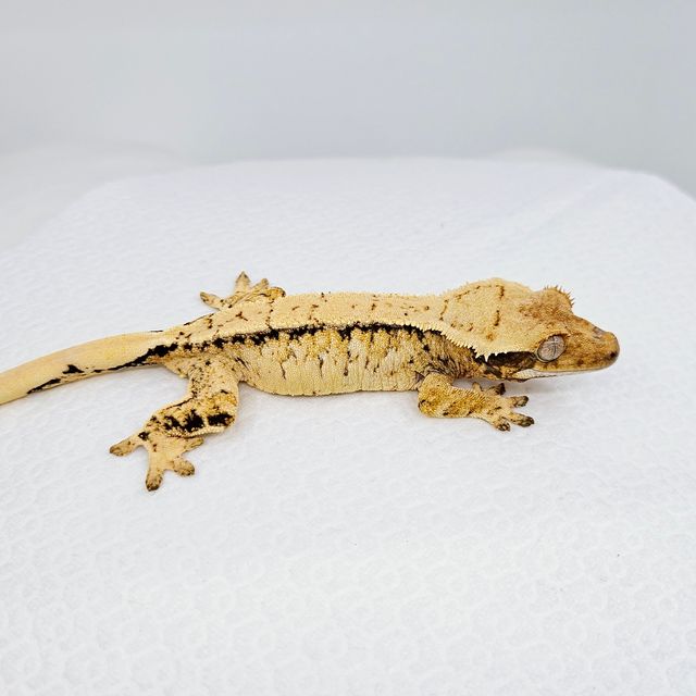 트라이