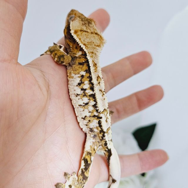 트라이