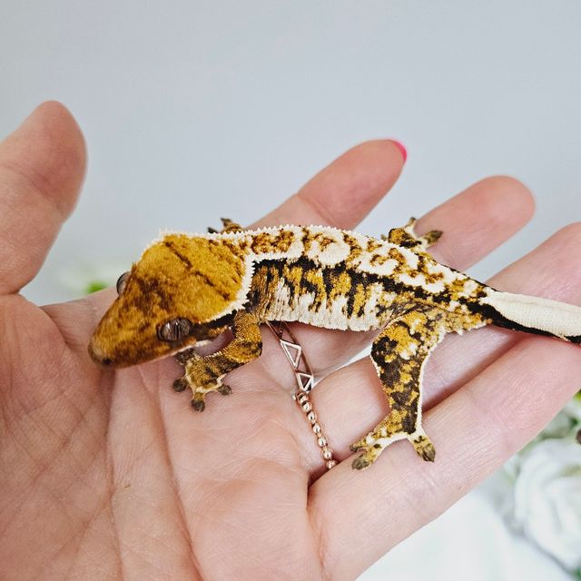 트라이