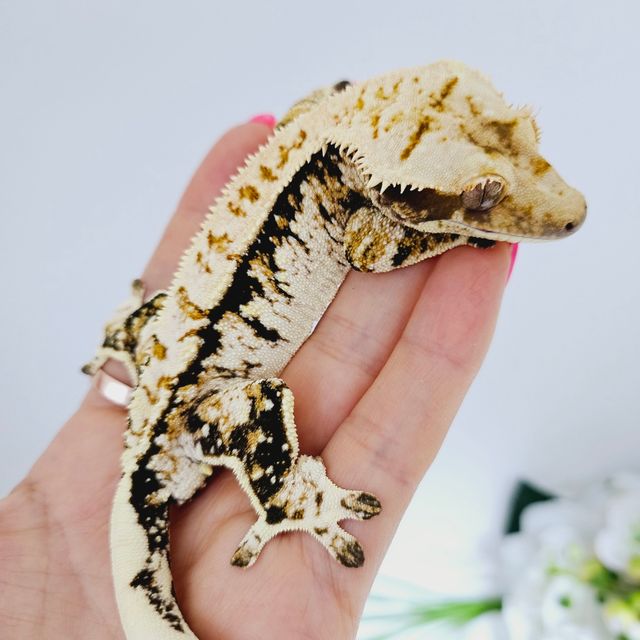 트라이