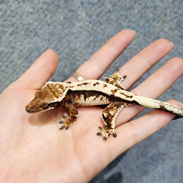 세이블
