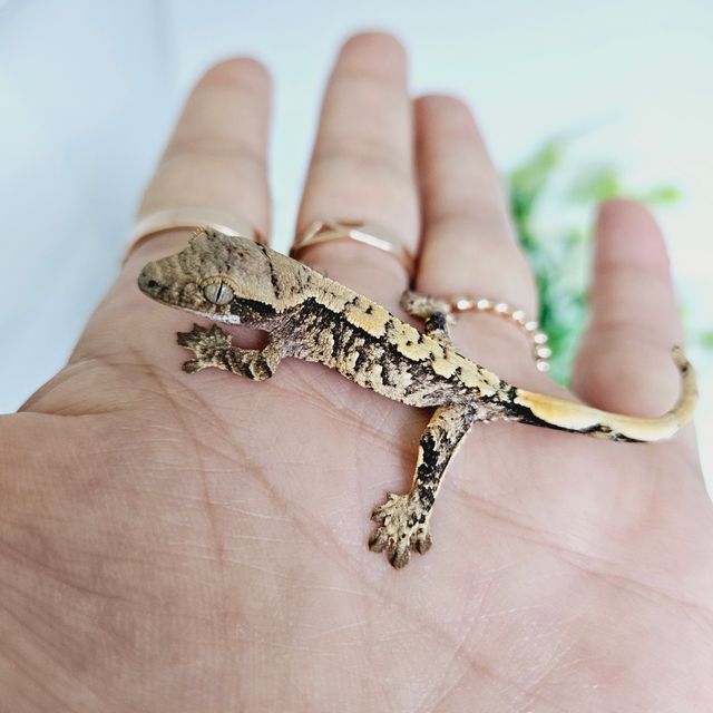 트라이