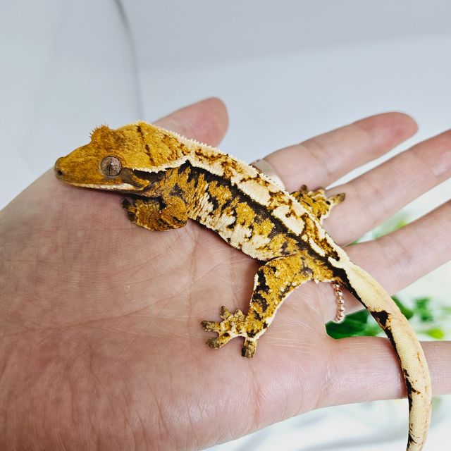 트라이