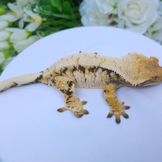 트라이