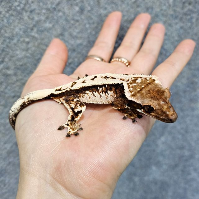 세이블