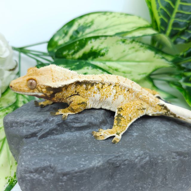 트라이
