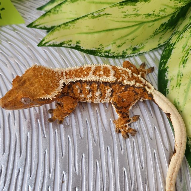 트라이