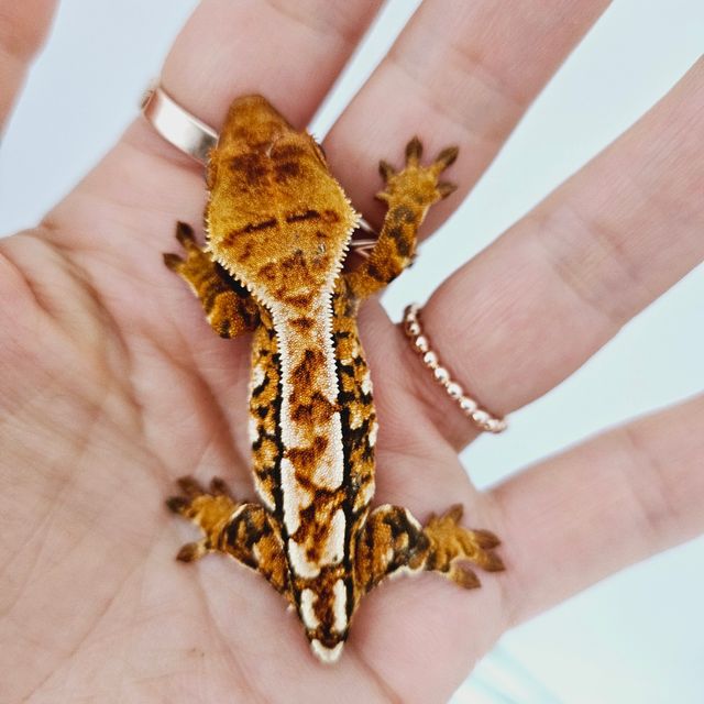트라이