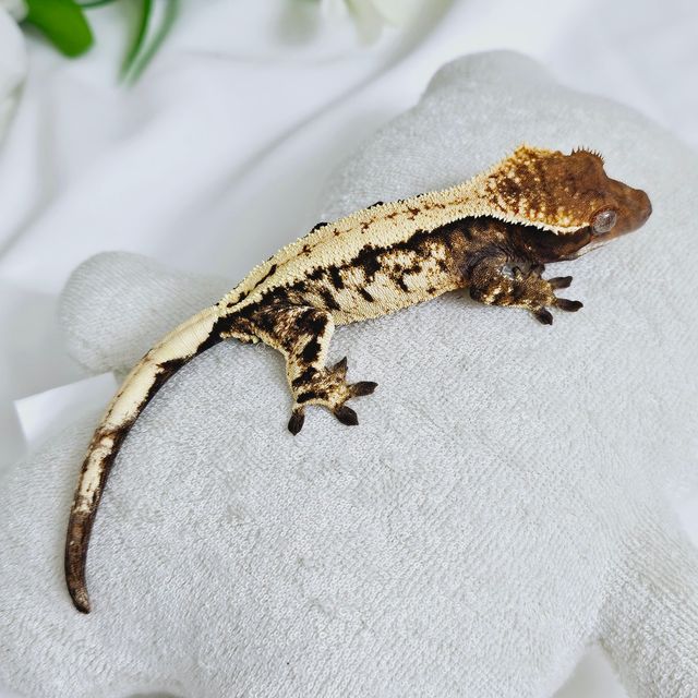 세이블
