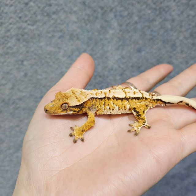 트라이