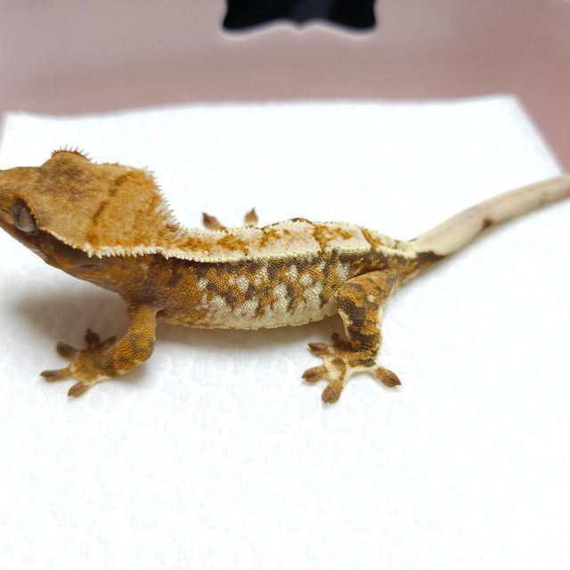 트라이