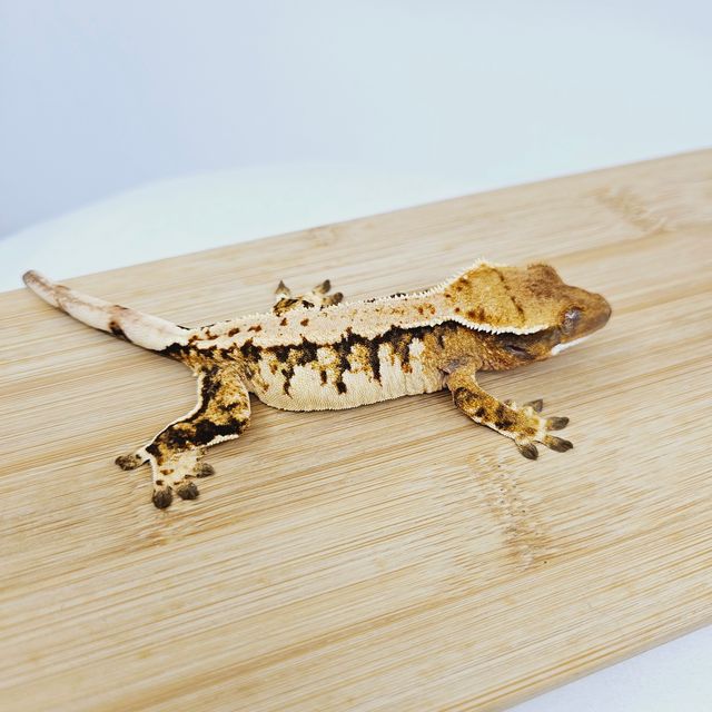 트라이