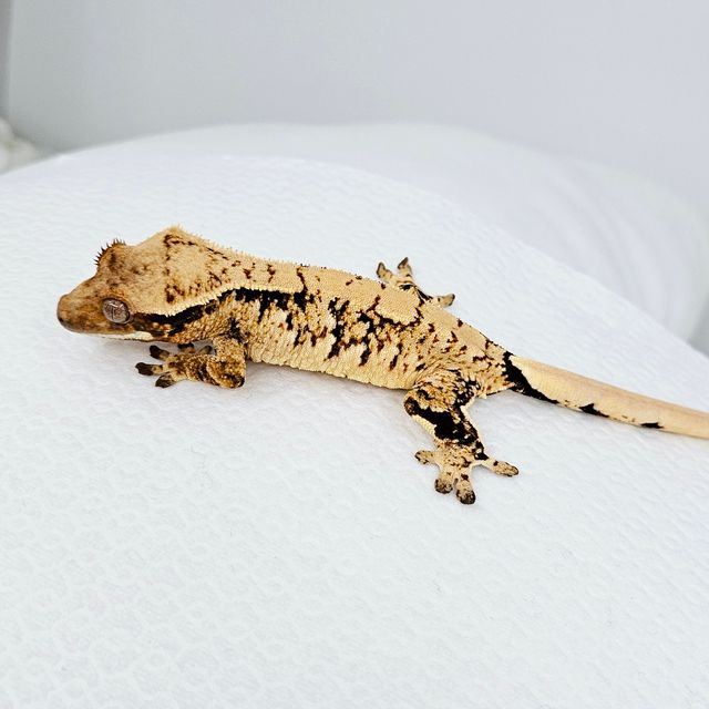 트라이