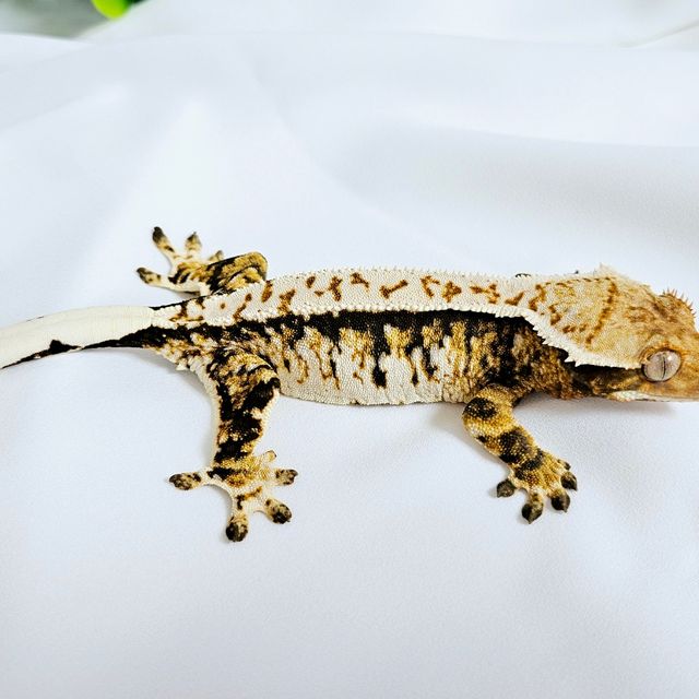 트라이
