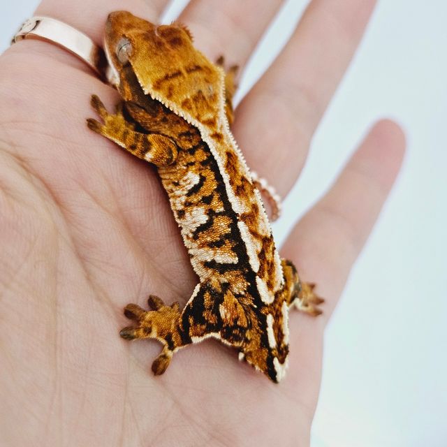 트라이