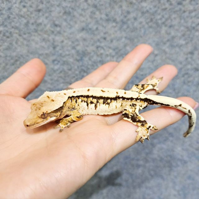 트라이