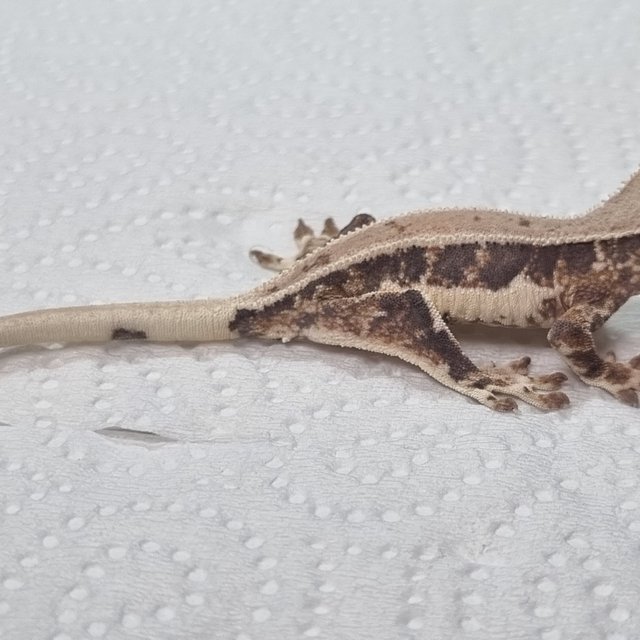 릴리화이트 풀핀 화이트 드리피