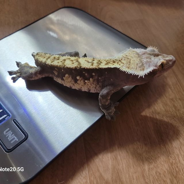노멀 트라이 할리퀸 다크 화이트포트홀