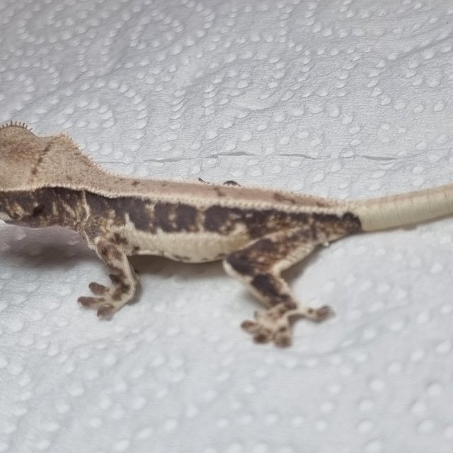 릴리화이트 풀핀 화이트 드리피