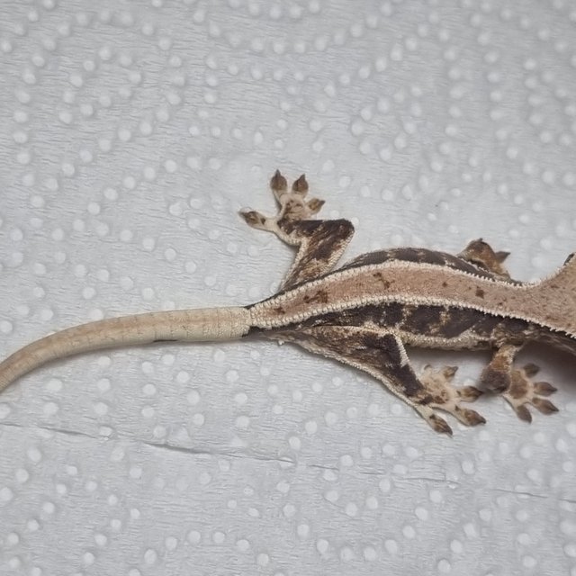 릴리화이트 풀핀 화이트 드리피