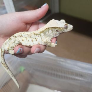핑랑이