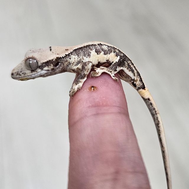 릴리화이트 트라이