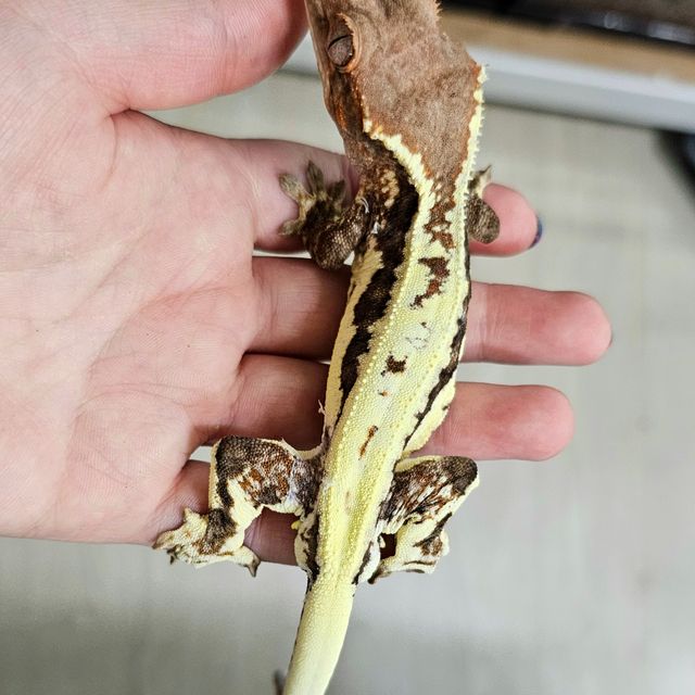 프라푸치노