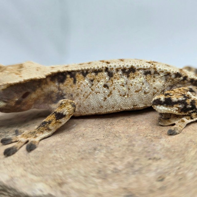 노멀 트라이 화이트스팟 화이트포트홀 드리피