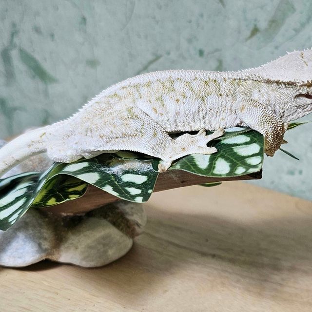 릴리화이트