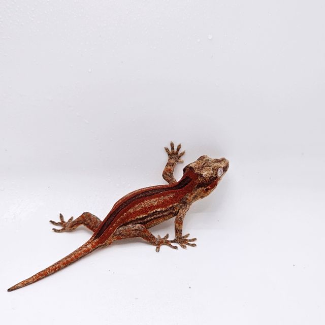 레드 스트라이프