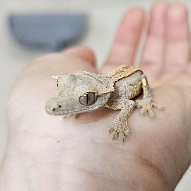 쿼드 크림 옐로우