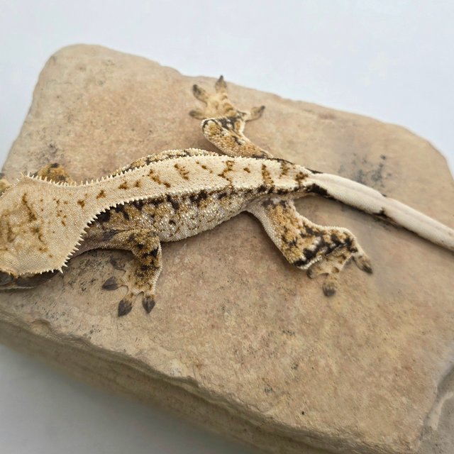 노멀 트라이 화이트스팟 화이트포트홀 드리피