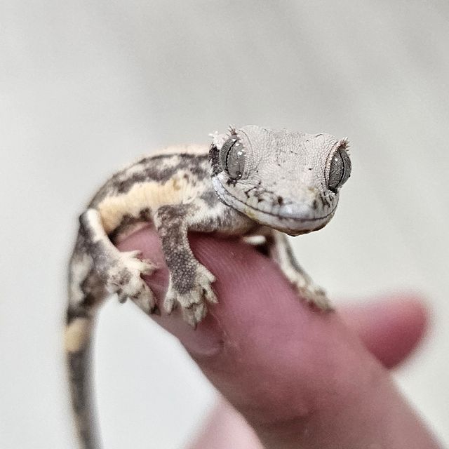 릴리화이트 트라이