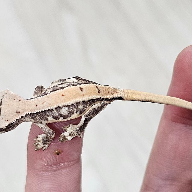 릴리화이트 트라이