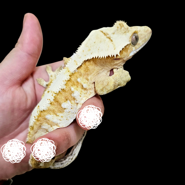 크림시클 크림 화이트