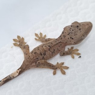 슈퍼달마시안 달마시안